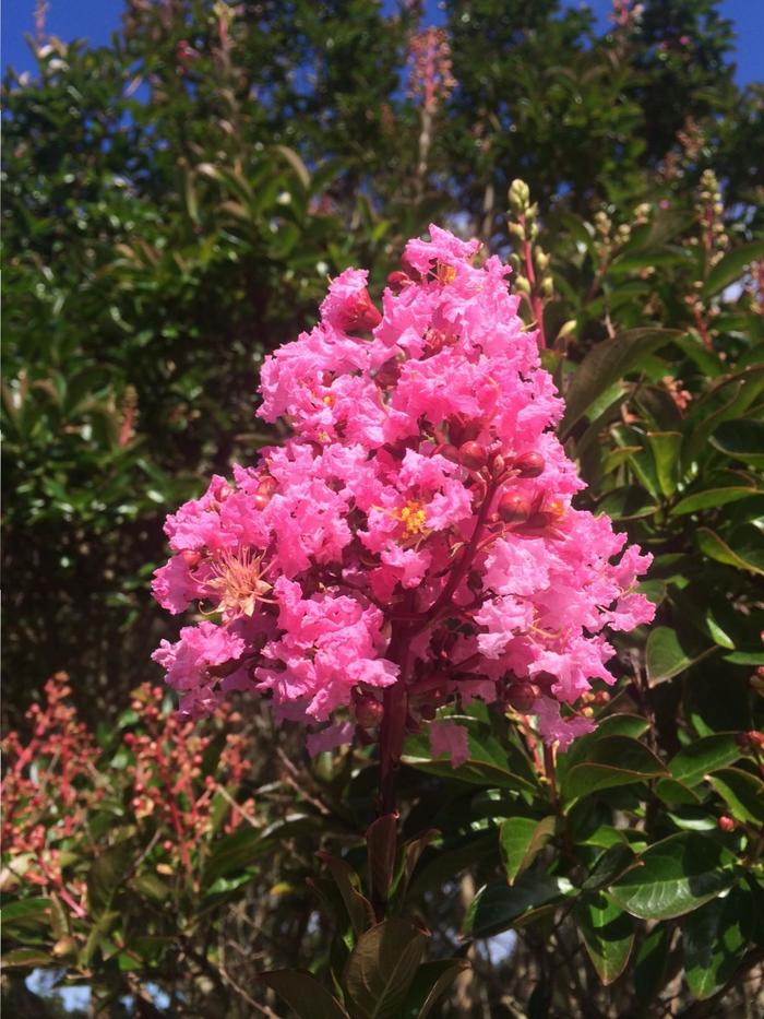 Crepe Myrtle - Lagerstroemai fauriei 'Sioux' from Gateway Garden Center