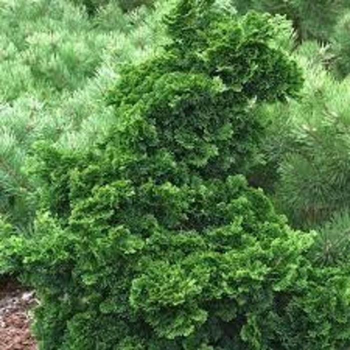 Hinoki Cypress - Chamaecyparis obtusa 'Dainty Doll' from Gateway Garden Center