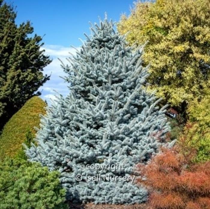 Blue Spruce 'Avatar' - Pinus pungens from Gateway Garden Center