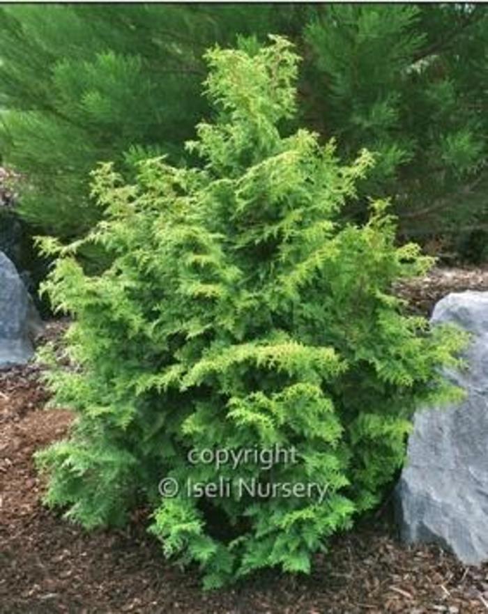 Slender Hinoki Cypress - Chamaecyparis obtusa 'Gracilis' from Gateway Garden Center