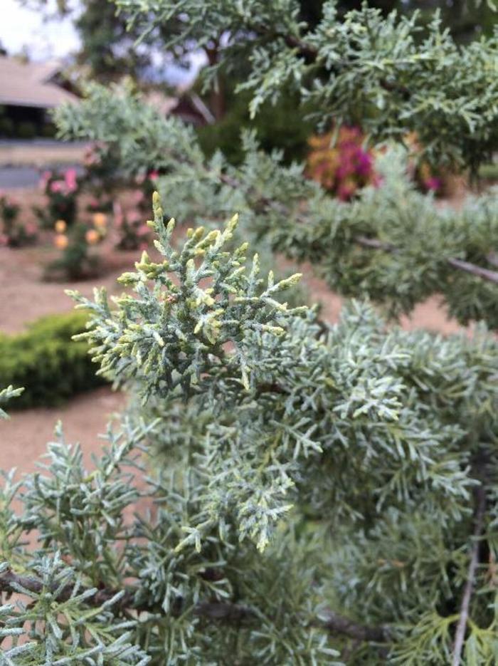 Cupressus arizonica - Arizona Cypress 'Chaparral' from Gateway Garden Center