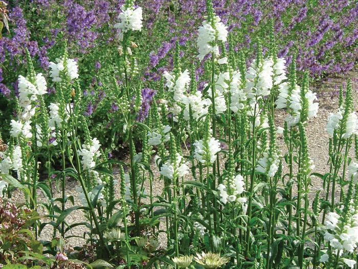 Miss Manners Obedient Plany - Physostegia virginiana 'Miss Manners' from Gateway Garden Center