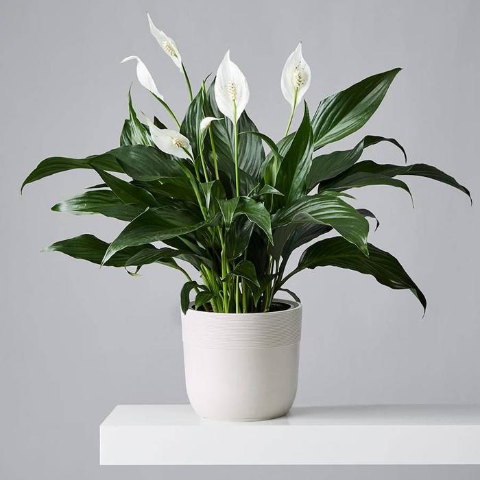 Peace Lily - Spathiphyllum wallisii from Gateway Garden Center
