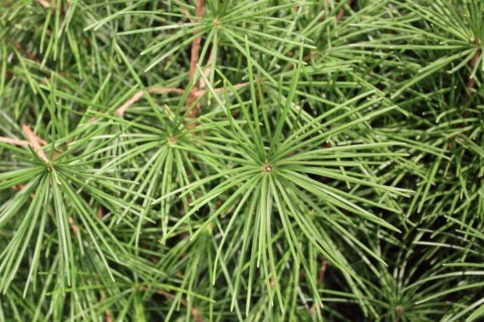 Umbrella Pine - Sciadopitys verticillata 'Winter Green' from Gateway Garden Center