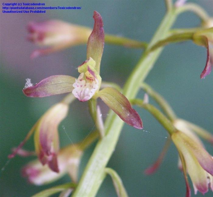 Putty Root Orchid - Aplectrum hyemale from Gateway Garden Center