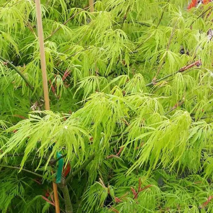 Japanese Maple - Acer palmatum 'Viridis' from Gateway Garden Center