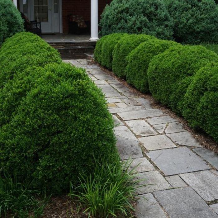 Boxwood 'Justin Brouwers' - Buxus sempervirens ''Justin Brouwers'' from Gateway Garden Center