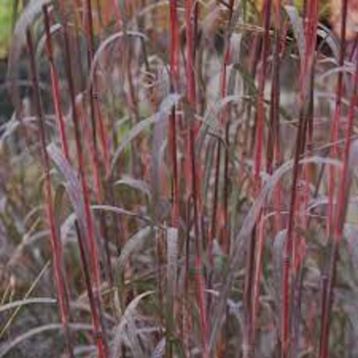Big Bluestem Grass 'Holy Smoke' - Andropogon gerardii 'Holy Smoke' from Gateway Garden Center