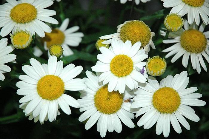 Shasta Daisy 'White Mountain' - Leucanthemum superbum 'White Mountain' from Gateway Garden Center