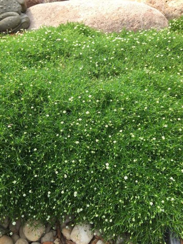Irish Moss - Sagina subulata from Gateway Garden Center