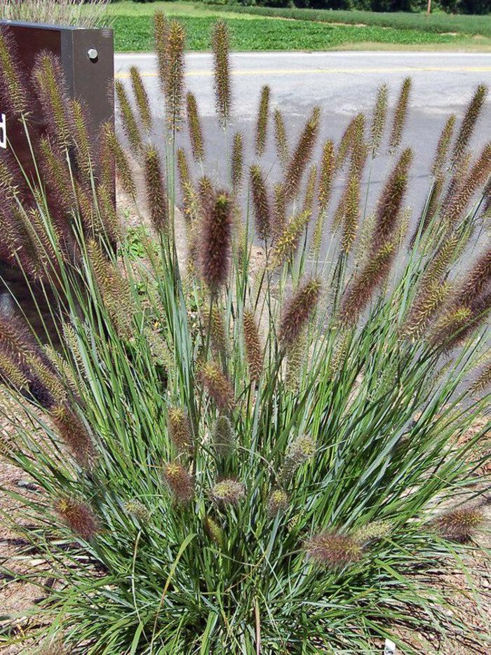 Cayenne™ Sterile Fountain Grass - Pennisetum alopecuroides 'Cayenne™' from Gateway Garden Center