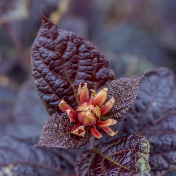 'Burgundy Spice' - Purple-leaf Sweetshrub from Gateway Garden Center