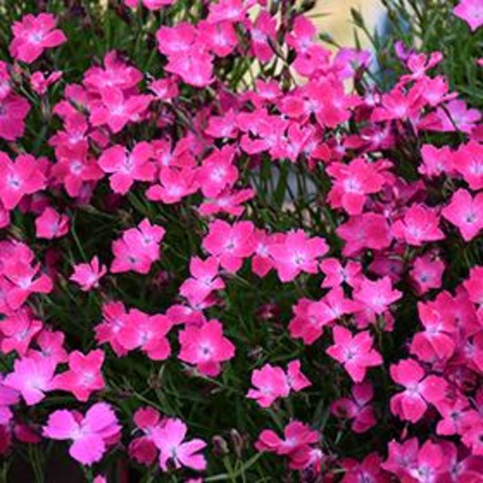 Pinks Kahori® - Dianthus 'Kahori®' from Gateway Garden Center