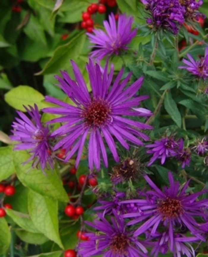 Purple Dome New England Aster - Aster novae-angliae 'Purple Dome' from Gateway Garden Center