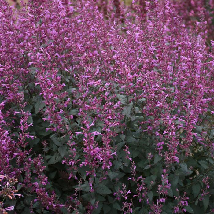 Meant to Bee™ 'Royal Raspberry' - Agastache from Gateway Garden Center