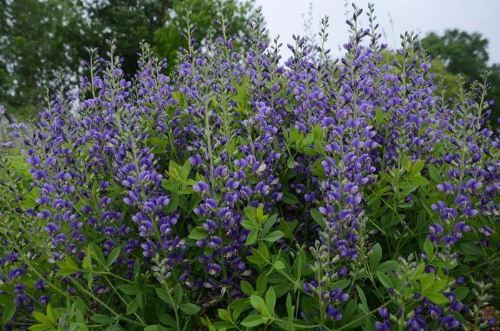 Decadence® Blueberry Sundae - Baptisia hybrid from Gateway Garden Center