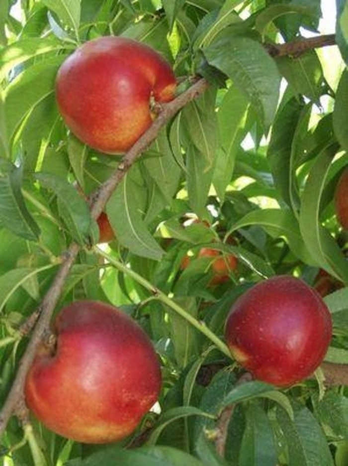 'Independence' Nectarine - Prunus x 'Independence' from Gateway Garden Center