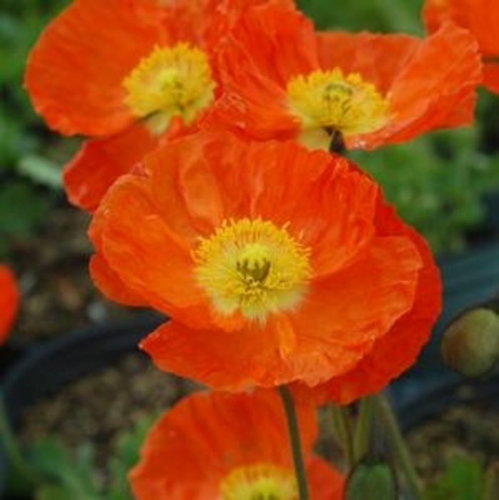 Spring Fever Orange Iceland Poppy - Papaver nudicaule 'Spring Fever Orange' from Gateway Garden Center