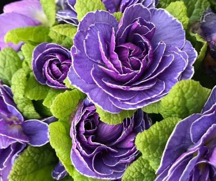 Belarina® Amethyst Ice Primrose - Primula vulgaris 'Belarina® 'Amethyst Ice' from Gateway Garden Center