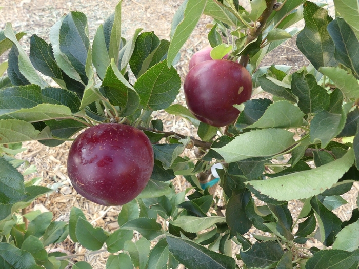 Arkansas Black Apple - Malus pumila 'Arkansas Black' from Gateway Garden Center