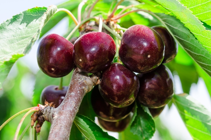 Black Tartarian Cherry - Prunus avium 'Black Tartarian' from Gateway Garden Center