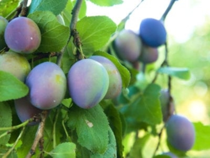 Italian Prune Plum - Prunus domestica 'Italian Prune' from Gateway Garden Center