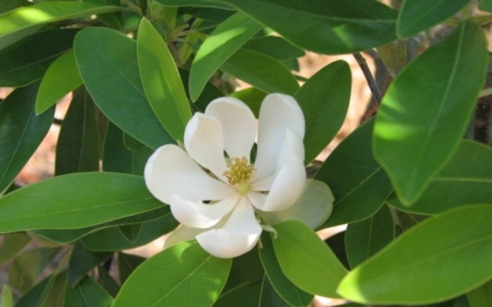 'Green Shadow' Sweetbay - Magnolia virginiana 'Green Shadow' from Gateway Garden Center