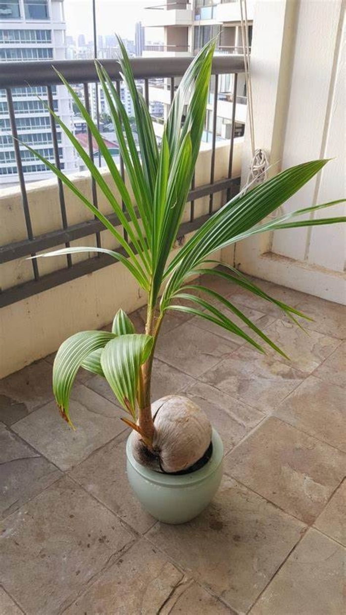 Coconut Palm - Cocos nucifara from Gateway Garden Center