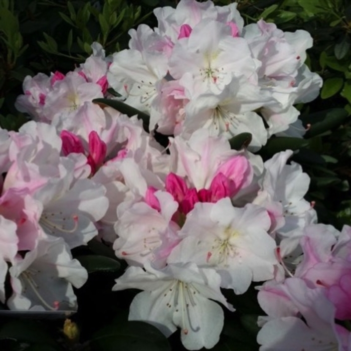'Dorothy Swift' Rhododendron - Rhododendron from Gateway Garden Center