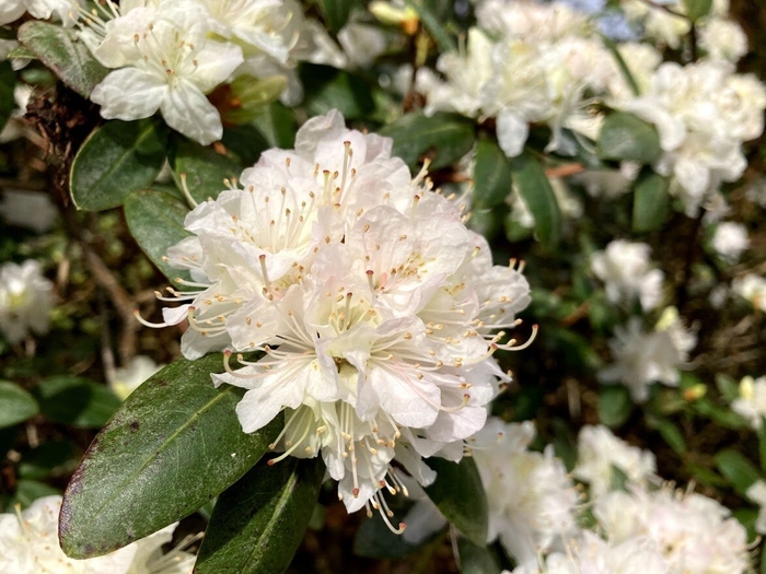 Hybrid Rhododendron - Rhododendron x 'Pikeland' from Gateway Garden Center
