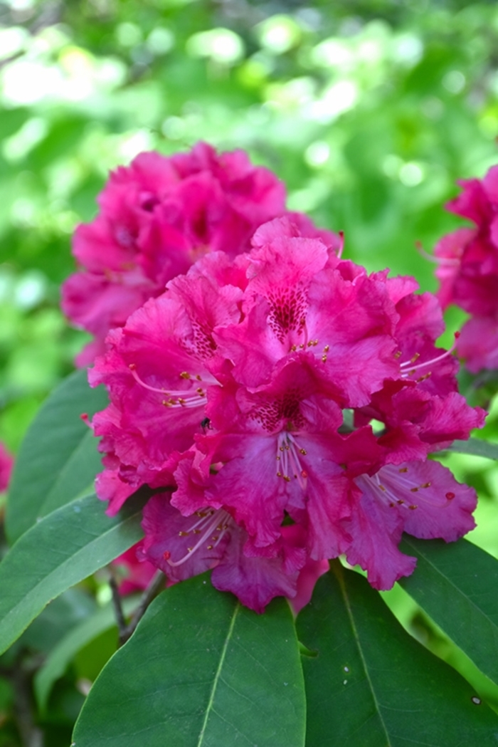 'Besse Howell' Rhododendron - Rhododendron x 'Besse Howell' from Gateway Garden Center
