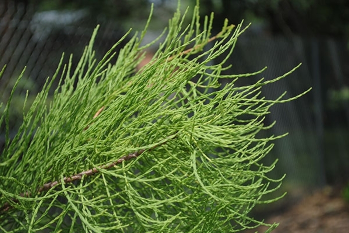 Pond Cypress - Taxodium ascendens 'National Road' from Gateway Garden Center