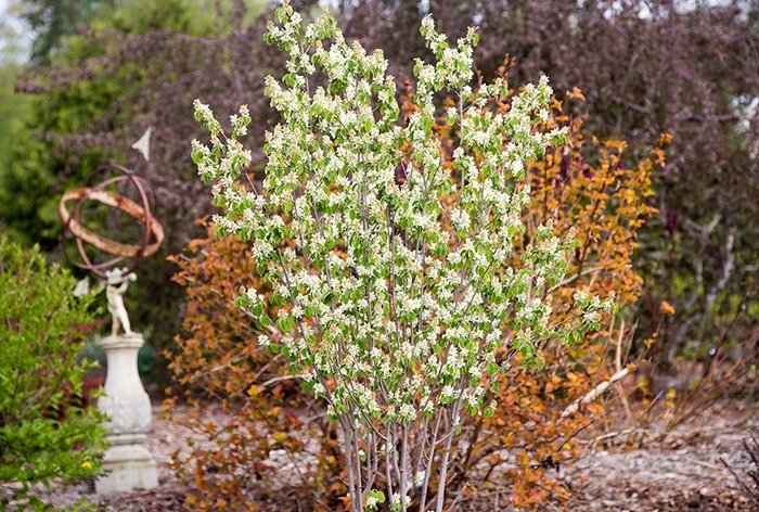 Standing Ovation™ Serviceberry - Amelanchier alnifolia 'Obelisk' from Gateway Garden Center