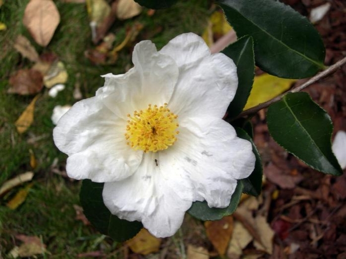 Northern Exposure Camellia - Camellia 'Northern Exposure' from Gateway Garden Center