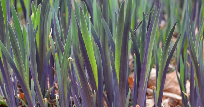 Purple Flame Blue Flag - Iris versicolor 'Purple Flame' from Gateway Garden Center