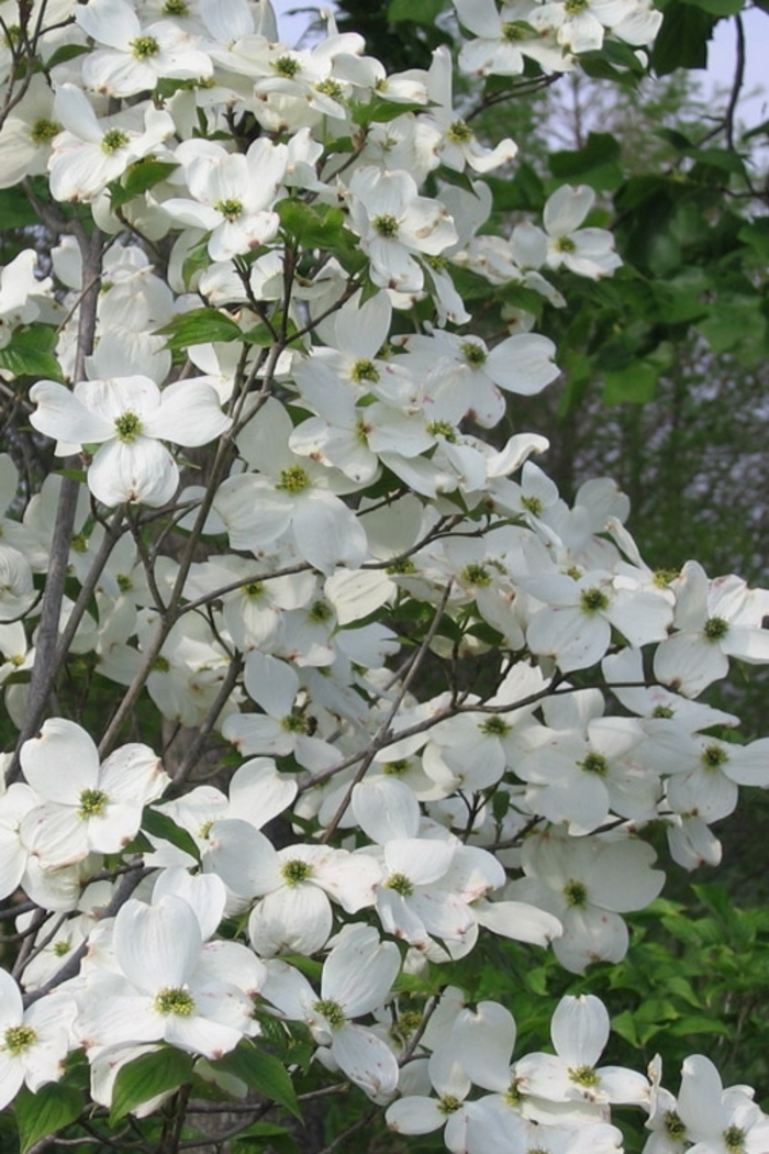Dogwood - Cornus florida 'Appalachian Spring' from Gateway Garden Center