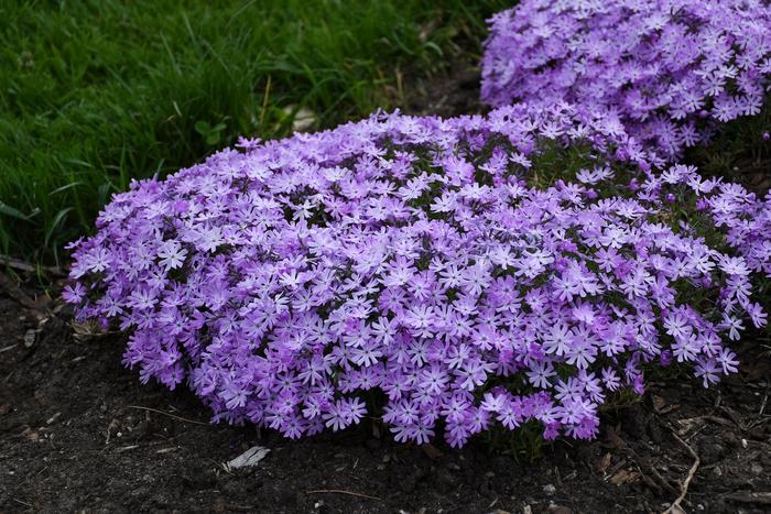 Bedazzled Lavender Spring Phlox - Phlox 'Bedazzled Lavender' from Gateway Garden Center
