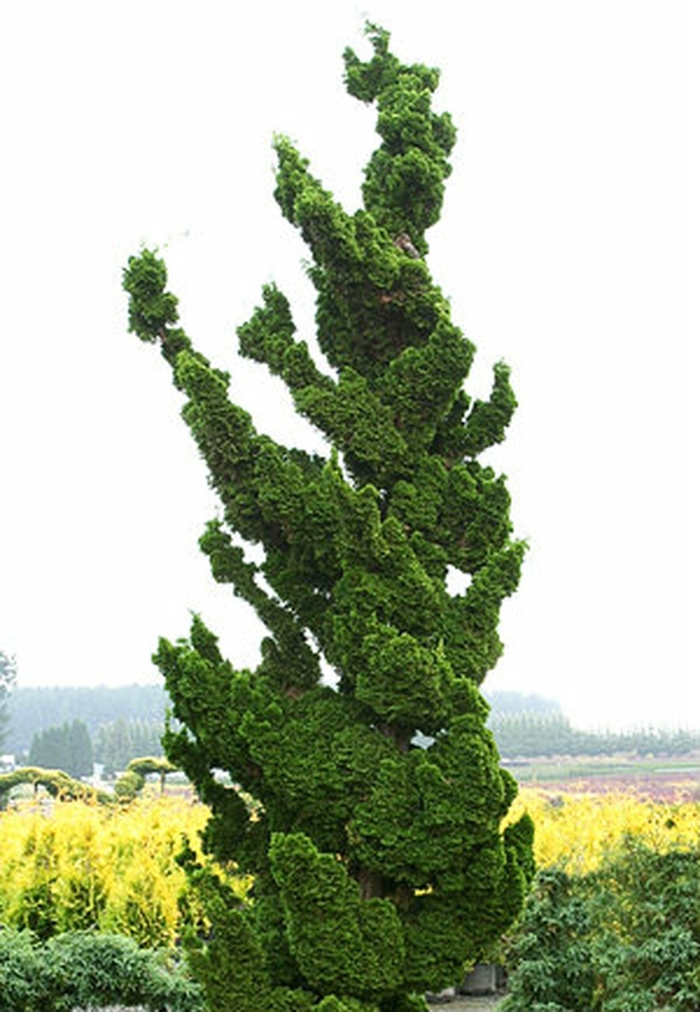 Spiral Hinoki Cypress - Chamaecyparis obtusa 'Spiralis' from Gateway Garden Center