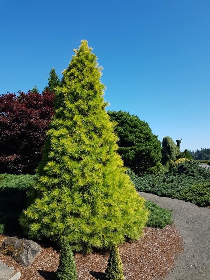 Stowe Pillar White Pine - Pinus strobus 'Stowe Pillar' from Gateway Garden Center