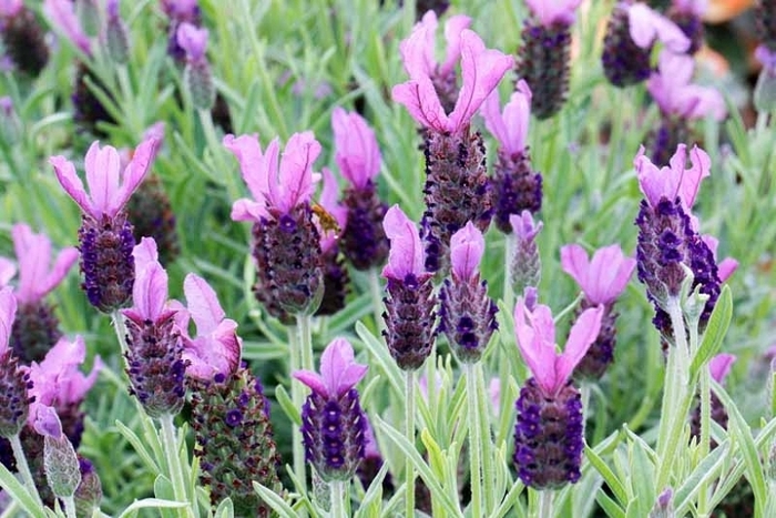 Spanish Lavender - Lavandula Stoechas from Gateway Garden Center