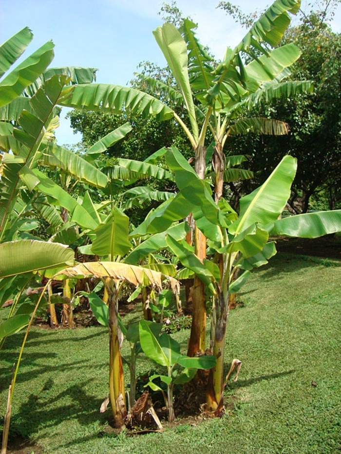 Gran Nain Cavendish Banana - Musa acuminata ''Gran Nain'' from Gateway Garden Center