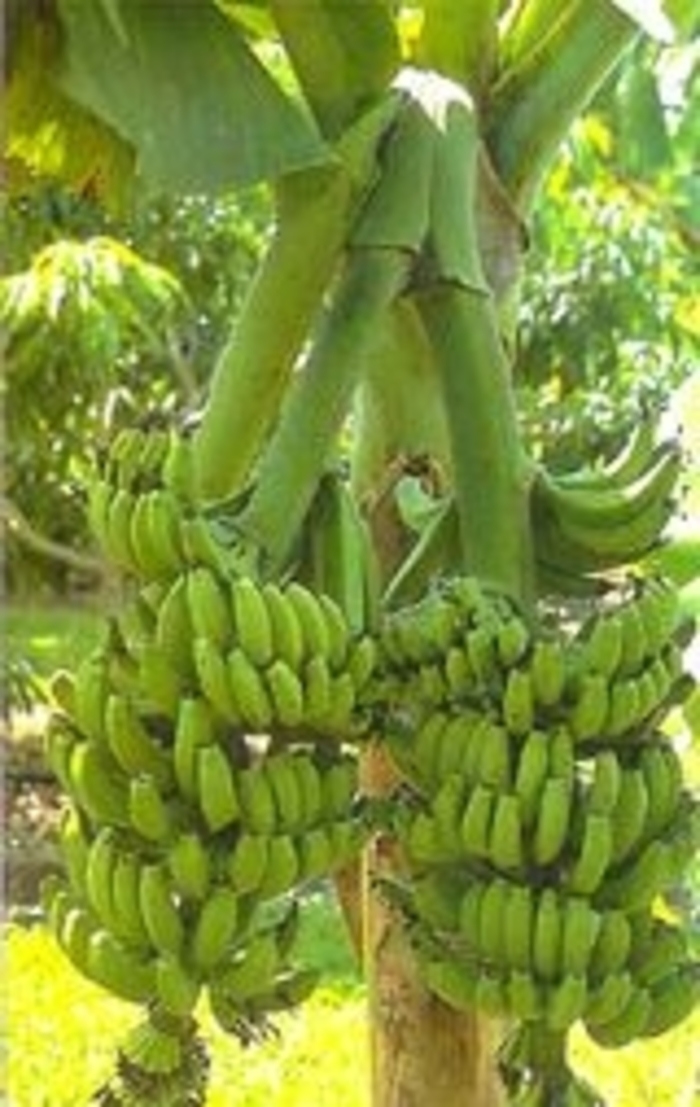 Double Mahoi Cavendish Banana - Musa Acuminata 'Double Mahoi' from Gateway Garden Center