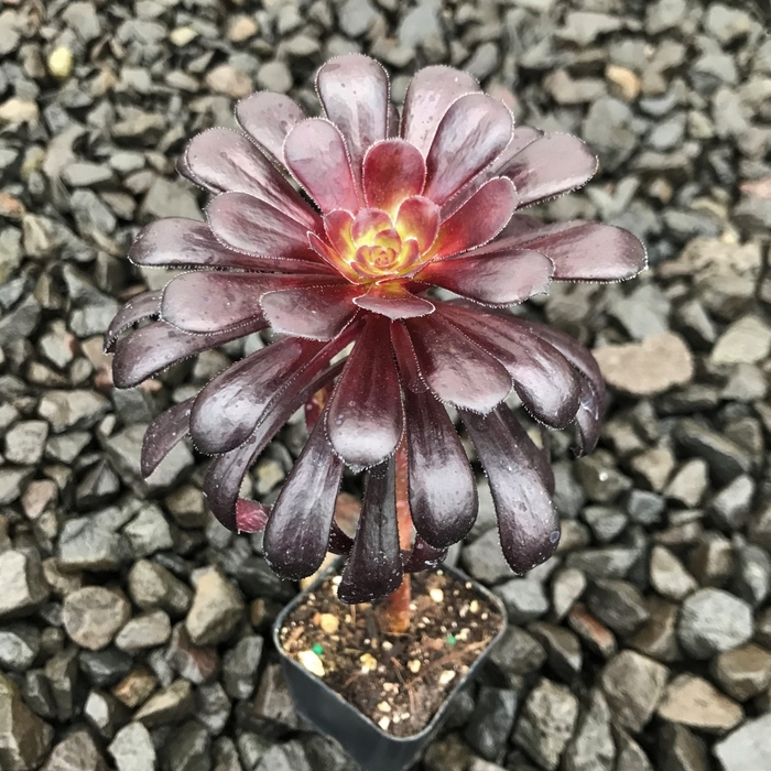 Aeonium Arboreum 'Zwartkop' - 'Black Rose' from Gateway Garden Center