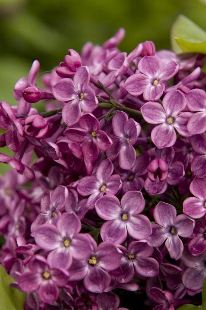Lilac - Syringa x hyacinthiflora 'Declaration' from Gateway Garden Center