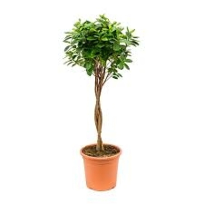 Indian Laurel - Ficus Microcarpa 'Moclame' from Gateway Garden Center