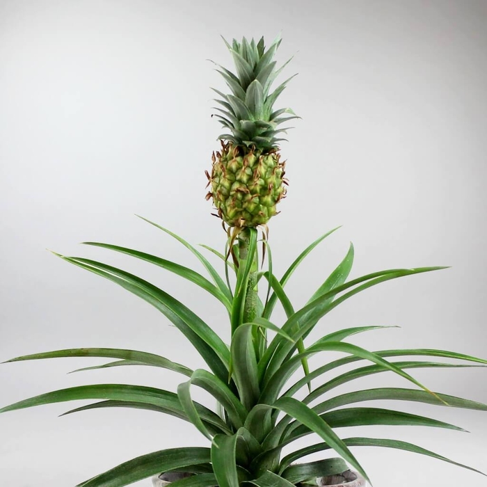 Pineapple Plant - Ananas Comosus from Gateway Garden Center