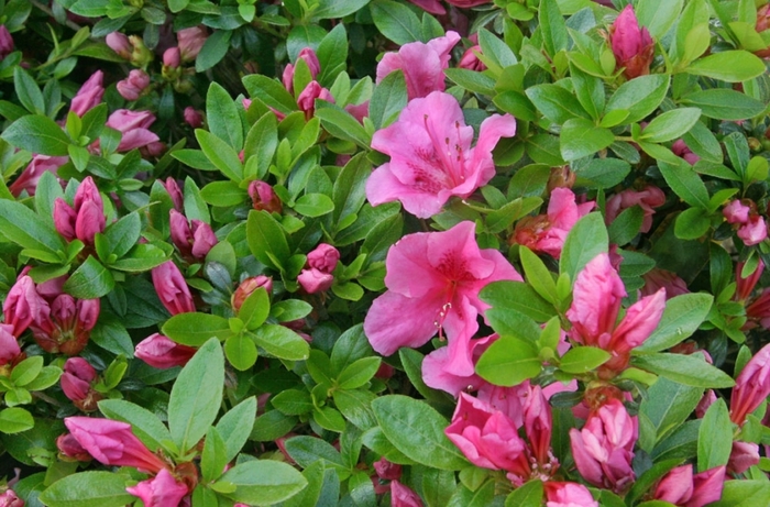 Kaempo Azalea - Rhododendron 'Kaempo' from Gateway Garden Center