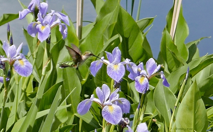 Blue Flag Iris - Iris virginica from Gateway Garden Center