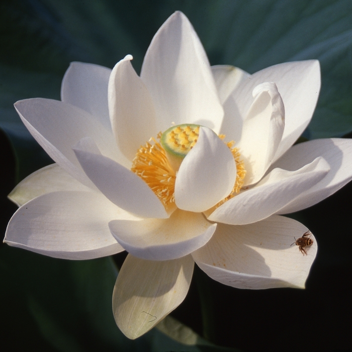 Lotus 'Alba Grandiflora' - Lotus 'Alba Grandiflora' from Gateway Garden Center