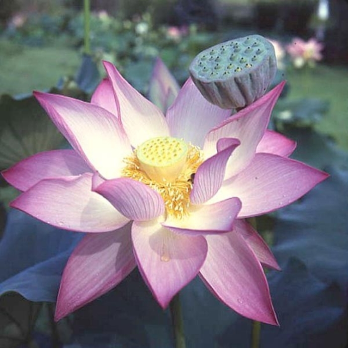 Lotus Lavender Lady - Nelumbo nucifera ‘Lavender Lady' from Gateway Garden Center